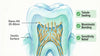 Which Hydroxyapatite Is Right for Your Teeth?